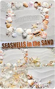 Seashells in the sand - UHQ Stock Photo