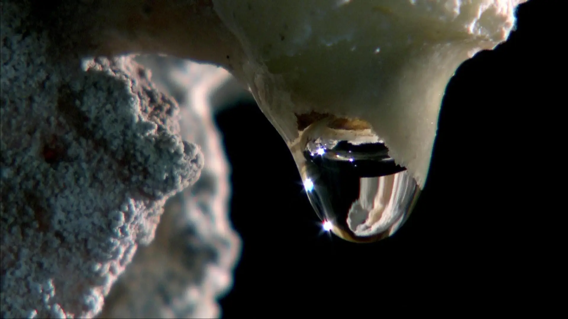 Water Life - Planet Water (2009)