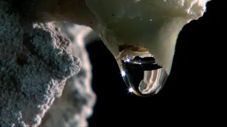 Water Life - Planet Water (2009)