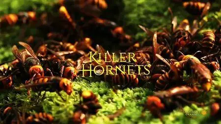 Smithsonian Channel - Killer Hornets (2016)