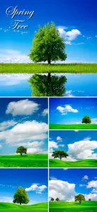 Stock Photo - Spring Tree
