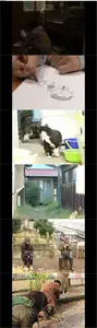 I’m a Cat Stalker (2009)