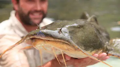 National Geographic - Monster Fish: India's River Devil (2011)