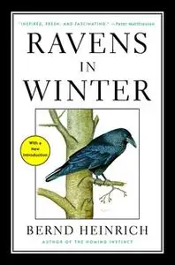 «Ravens in Winter» by Bernd Heinrich