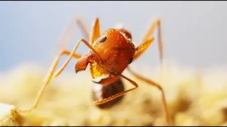 Curiosity TV - Bright Now: Insect Apocalypse (2021)