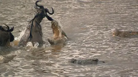 National Geographic: Great Migrations [6 series] /  National Geographic: Великие миграции [6 серий] (2010) [Repost]