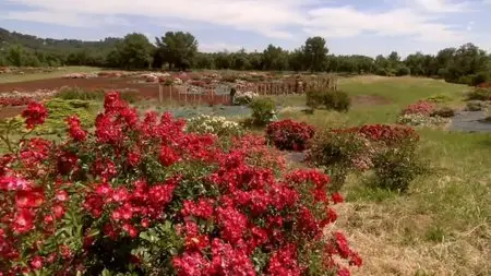ORF - Rose: Queen of Flowers (2010)