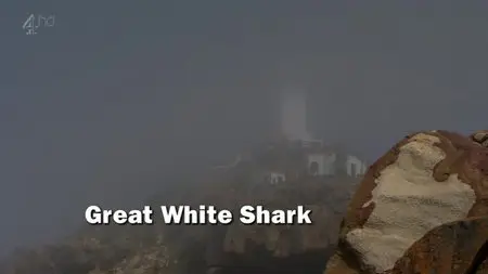 CH4 Inside Nature's Giants - Great White Shark (2013)