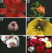 Volume 20: Time Lapse Flowers