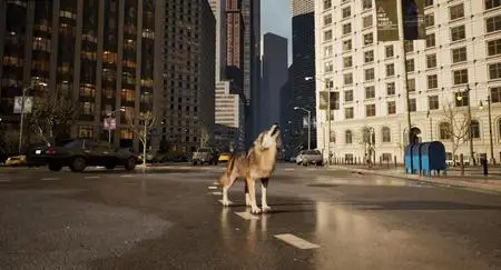 WOLF IN THE CITY (2024)