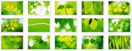 HQ Wallpaper Collection 07: Green Leaves Widescreen (40 pix)