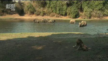 Karina - Wild on Safari - S01E09