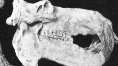 Extinct or Alive S02E05