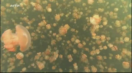 (Arte) Les nouveaux paradis : Palau, la république de corail (2009)
