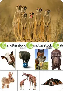 Fauna