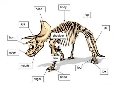 Body Parts for young learners