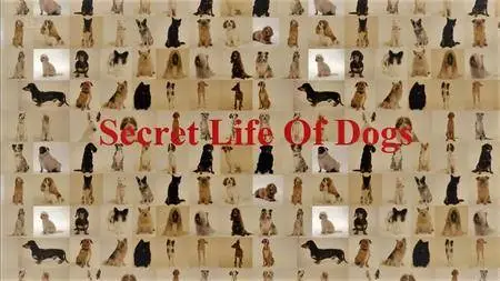 ITV - Secret Life of Dogs: Series 2 (2016)