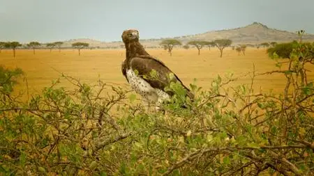 Serengeti (2019) [Complete Season 1]
