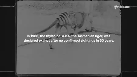 Searching for the Tassie Tiger (2022)