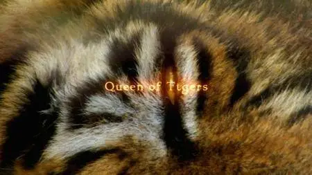 BBC Natural World - Queen of Tigers (2012)