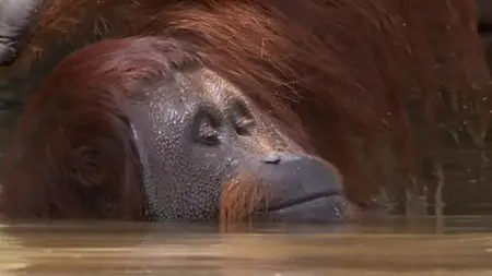 BBC Natural World - Orangutans: The Great Ape Escape (2013)