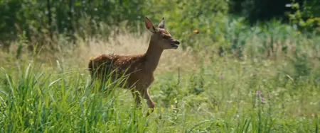 Bambi: A Life in the Woods (2024)