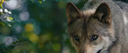 Bambi: A Life in the Woods (2024)