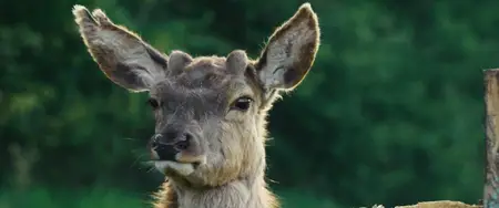 Bambi: A Life in the Woods (2024)