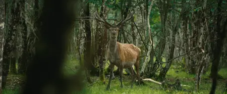 Bambi: A Life in the Woods (2024)