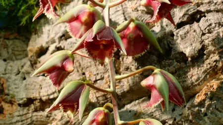 Kingdom of Plants (2012)