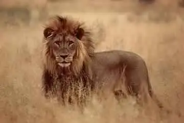 Des hommes et des lions (2016)
