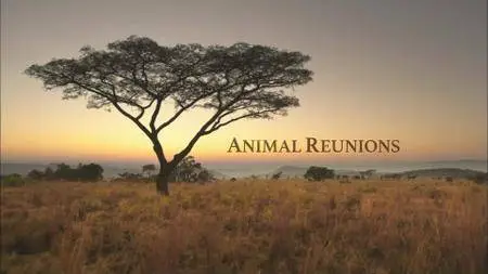 PBS - Nature: Animal Reunions (2016)