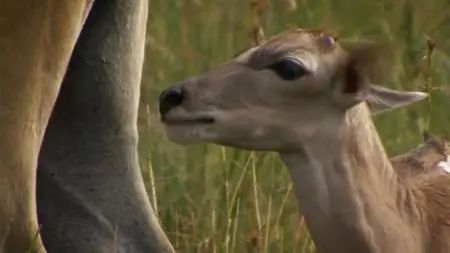 BBC Natural World - Africa's Dragon Mountains (2010)