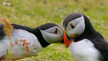 BBC - Wales: Land of the Wild (2019)