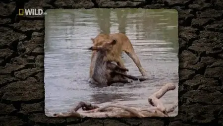 National Geographic Wild - Caught In The Act: Blood Battles (2012)