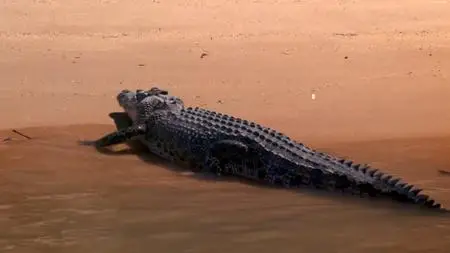 ABC - Crocodile Territory: Protecting a Predator (2021)