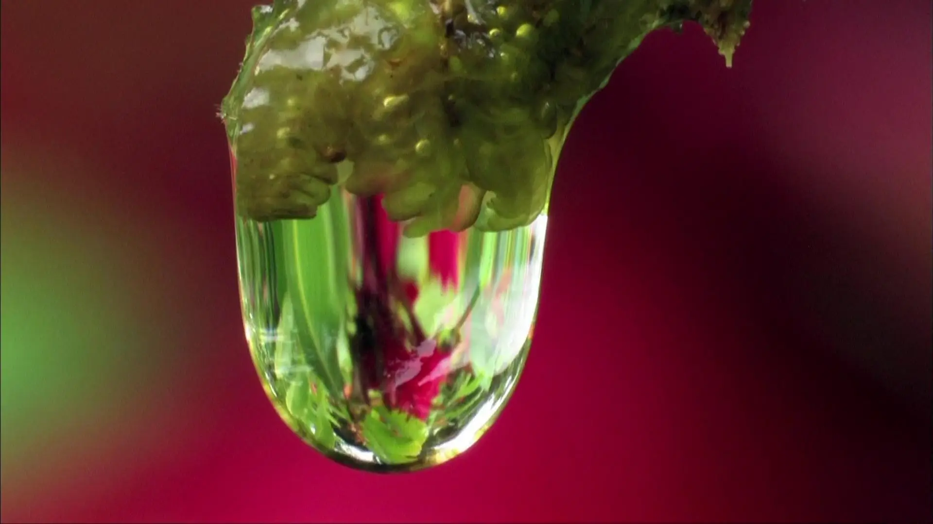 Water Life - Planet Water (2009)