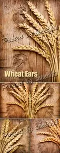 Stock Photo - Wheat Ears 