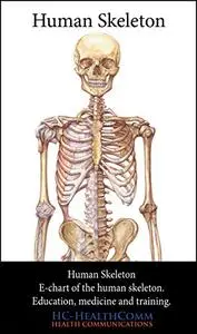 Human Skeleton, e-chart.: Anatomical e-chart of the human skeleton, for education, medicine and training.