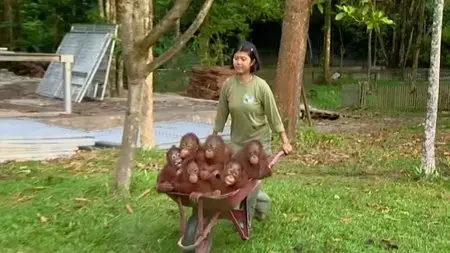 BBC Natural World - Orangutans: The Great Ape Escape (2013)