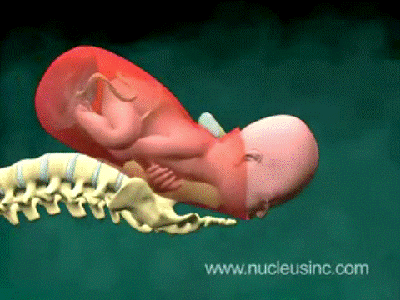 Childbirth 3D Animation