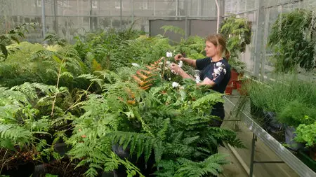 Kingdom of Plants (2012)
