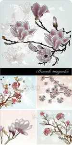 Branch magnolia