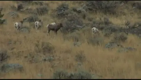 Kelby Training - Yellowstone Big Game Photography with Moose Peterson [repost]