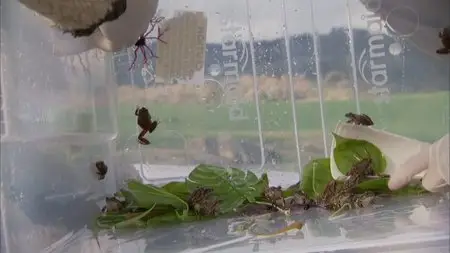 PBS Nature - Frogs: The Thin Green Line (2009)