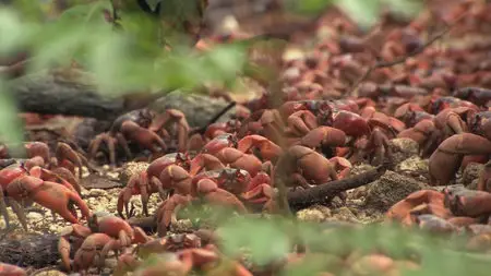 National Geographic: Great Migrations [6 series] /  National Geographic: Великие миграции [6 серий] (2010) [Repost]