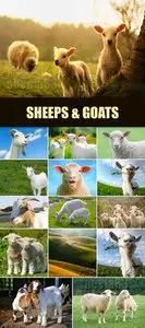 Stock Photo - Sheeps & Goats