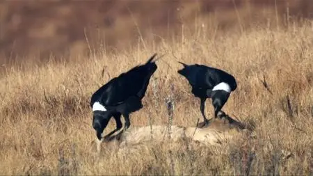 BBC Natural World - Africa's Dragon Mountains (2010)