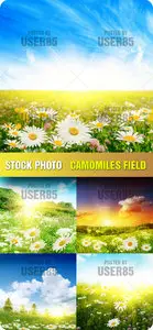 Stock Photo - Camomiles Field
