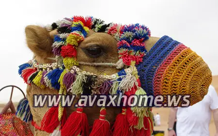 Wallpapers - Wide collection